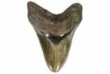 Serrated, Fossil Megalodon Tooth - Glossy Enamel #107289-1